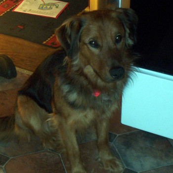 Buddy