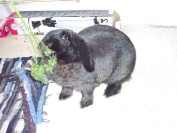 Bunny babe
