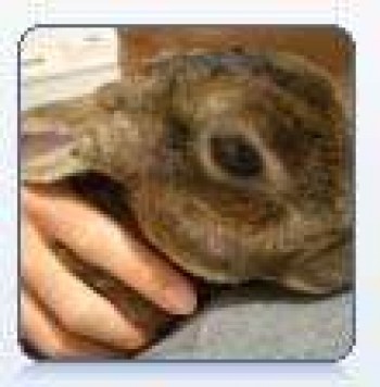 Bun Bun