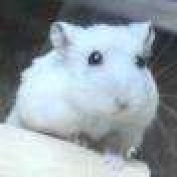 Pinkey