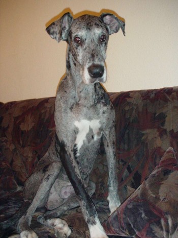 Cora