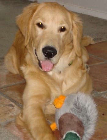 Bailey