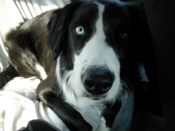 Max