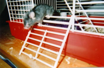 George
