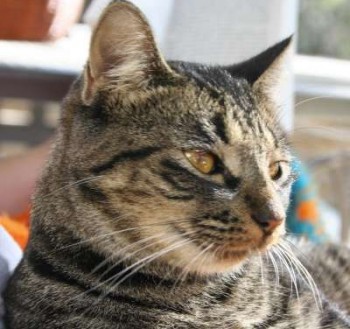 Meow