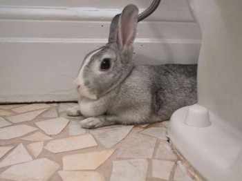 Wilbur