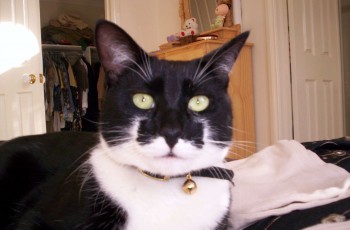Meemow