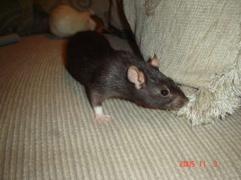 Milo