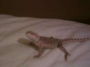 Draco