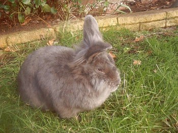 Paddy