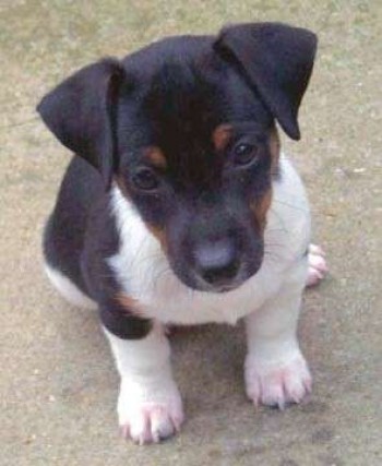 OREO