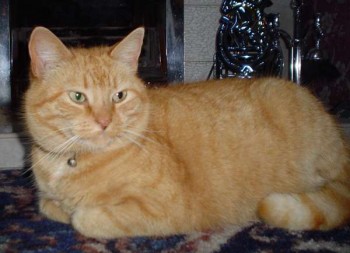 Ginger