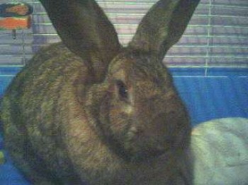 Gimli