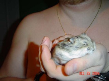Chip