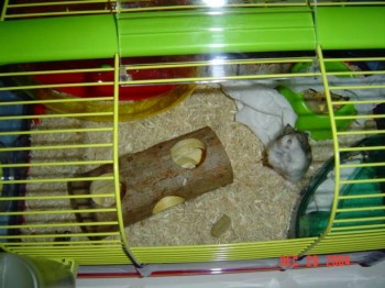Hanabella