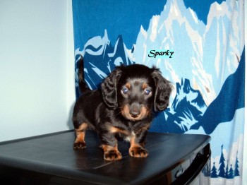Sparky