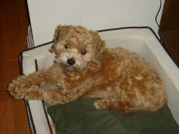 Whisky
