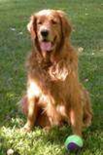 Buddy