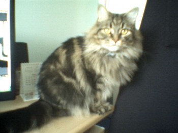 mitzy