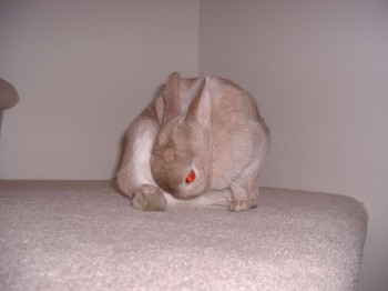Ashley Bunny