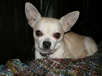 Gus