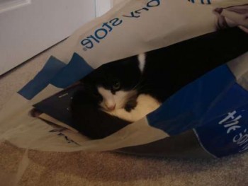 Oreo