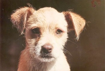Paloma