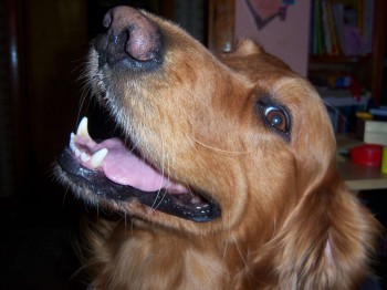 Chester