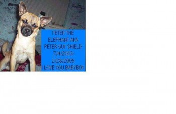 peter the elephant guy shield