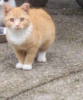 Tigga