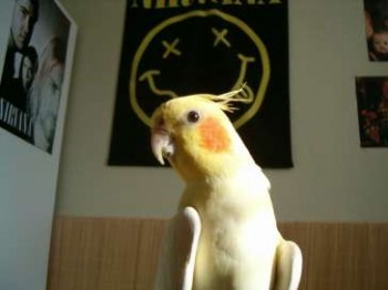 Pipo