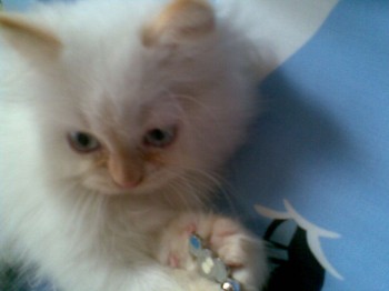 ShiRo