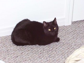 Sabrina