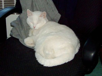 Meow