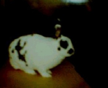 Smudge