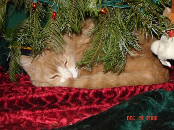 dannycat