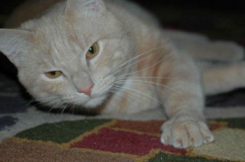 Leopold