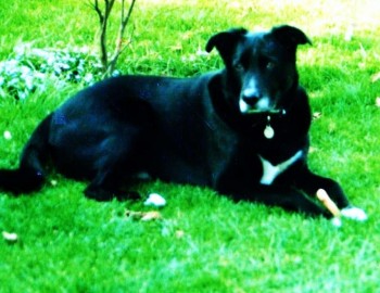 laddie