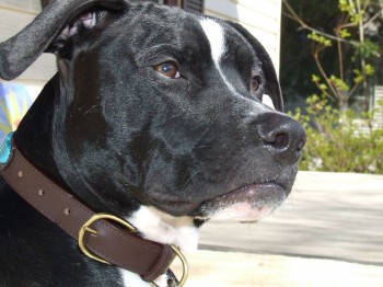 Ranger