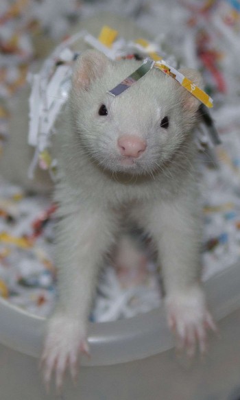Taz