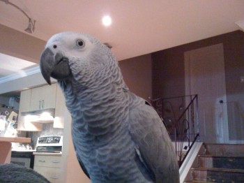 Ozzie