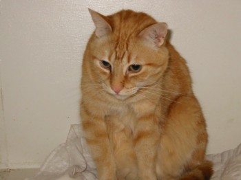 Chester