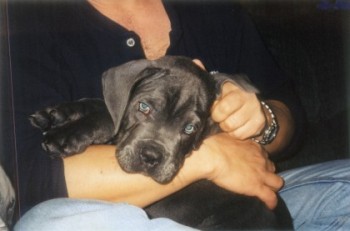 Taz