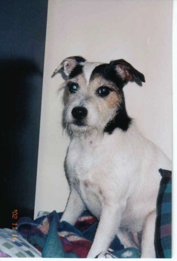 Pepper