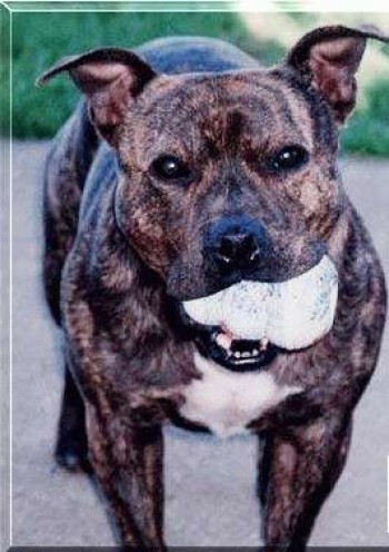 Vito