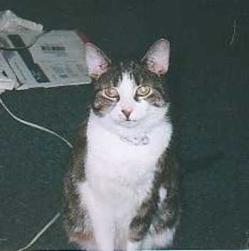 Tigger