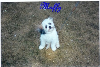 Muffy