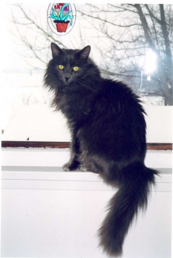 Smokey