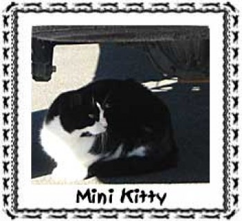 Mini Kitty