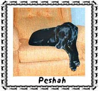 Peshah